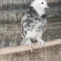 کبوتر هما سرور ابلق|پرنده|ری, ولی آباد|دیوار