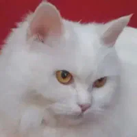 گربه پرشین ماده ۱۰ ماهه  شجره دار اصیل ماده