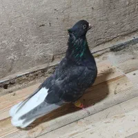 دمپاک و طوقی