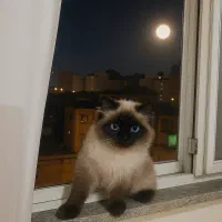 گربه هیمالین|گربه|اردبیل, |دیوار