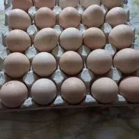 تخممرغ تازه