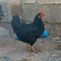 فروش مرغ|حیوانات مزرعه|گتوند, |دیوار