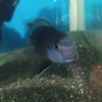 ماهی گناباد|ماهی|گناباد, |دیوار