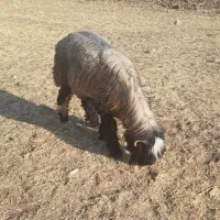 کوه تهه شماره2
