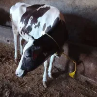 گاو ابستن سنگین شکم دوم