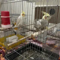 عروس هلندی  جفت مولد