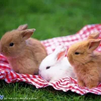 خرگوش کوچولو