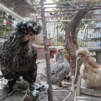 مرغ سلطان پا پری