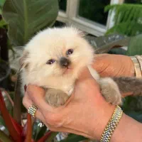 پیشی پیشی های ناز