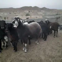 شیشک فروشی