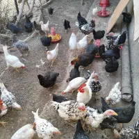 چندتا جوجه ۶ماهه رسمی ولاری به فروش میرسه|حیوانات مزرعه|اسلامشهر, مطهری|دیوار