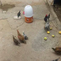 مرغ خروس سیبرایت