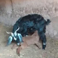 ۱راس بزجوان گله ای بزقاله نر دورگ