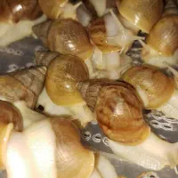 فروش ۱۰۰ عدد حلزون درمانی آلبینو مخصوص پرورش