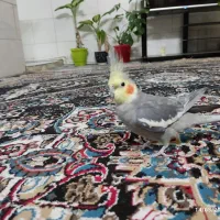 عروس نر دستی معاوضه با جوجه گرینجیک
