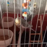 عروس هلندی باقفس ولوازم|پرنده|چهاردولی, |دیوار