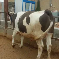 گاو سیمینتال