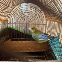 فروش سهره سبز نر دوساله|پرنده|شیراز, ویلاشهر|دیوار