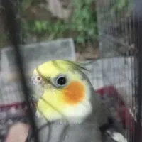 فروش عروس هلندی|پرنده|کرج, محمود آباد|دیوار