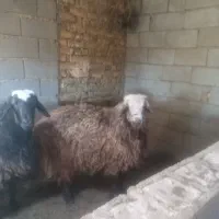 دو راس گوسفند|حیوانات مزرعه|مشهد, کارده|دیوار