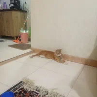 گربه DSH واگذاری رایگان