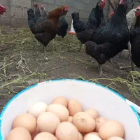 فروش تخم مرغ تازه محلی واقعی کاملا سالم و مقوی|خوردنی و آشامیدنی|رشت, گلسار|دیوار