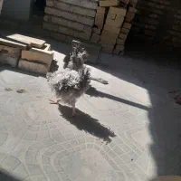جوجه فری