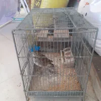 سهره خاکی مست|پرنده|شهریار, شهرک مصطفی خمینی|دیوار