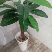 گل مصنوعی|گل مصنوعی|مشکیندشت, |دیوار