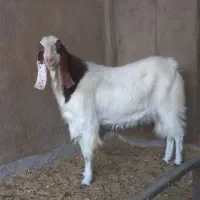 دوبزغاله‌نردوساله‌تخم‌دوقل|حیوانات مزرعه|آران و بیدگل, |دیوار