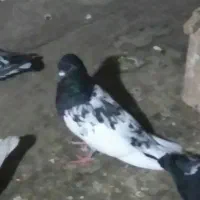 ده عدد کفتر