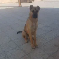 توله سگ خراسانی نر