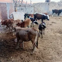 ۱۴ راس گوساله  گاو