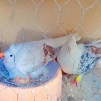 کفتر (کبوتر) نرو ماده دوکت رنگی