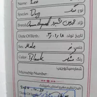 سگ ژرمن ورکلاین|سگ|قزوین, |دیوار