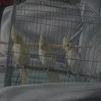 عروس هلندی لوتینو|پرنده|مشگین شهر, |دیوار