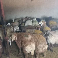گوسفند زنده مهرشهر فاز2و3