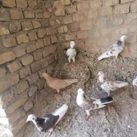 کفترزردپرنده زرد|پرنده|یزد, |دیوار