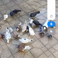 کبوتر دونه 200