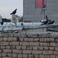 کبوتر پرشی