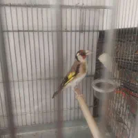 سهره مست مست۲ ساله