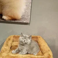 بچه گربه برتیش بلو ماده