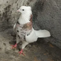 کبوتر طوقی