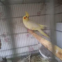 فروش عروس هلندی|پرنده|پاکدشت, پاکدشت (مامازند)|دیوار