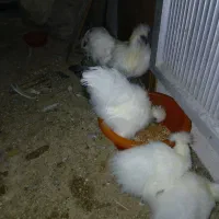 مرغ و خروس ابریشمی و جوجه ابریشمی|حیوانات مزرعه|تبریز, |دیوار