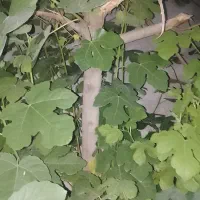 خرید انواع چوب و قطع درخت