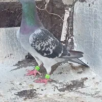 کبوتر دوبر نر جانسن