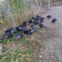 بوقلمون کاملا طبیعی و اورگانیک|حیوانات مزرعه|مشگین شهر, |دیوار