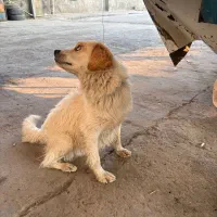 سگ اشپیتز تربیت شده|سگ|ابریشم, |دیوار