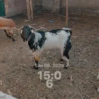 نر بز سالم و سرحال